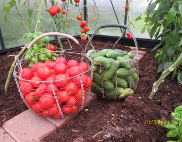 Eesti kliimas on tomatit-kurki võimalik kasvatada mahedalt ja saada head saaki