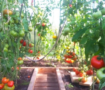 Kogenud tomatikasvataja saab alati rikkaliku saagi